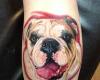 bulldog