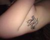 Bei disegni rondini tatuaggi