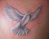 Dove tattoo color