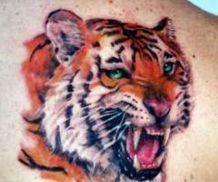 Bunte Tattoo von einem Tiger, blaue Augen intensiv auf der Rückseite