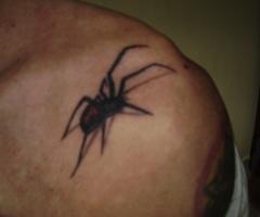 Aranha do Ricardinho 