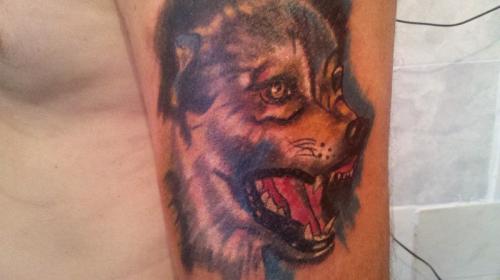 lobo