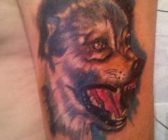 lobo