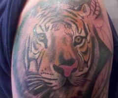 tigre