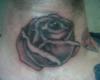 la mirada d`una rosa