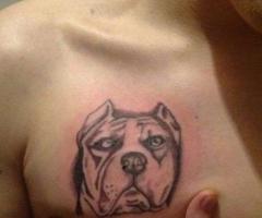 Pitbull chest tattoo