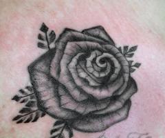Rose tattoo